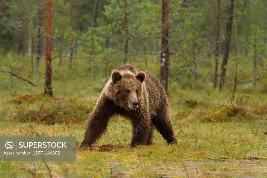 Europe, Scandinavia, Finland, wilderness, Wildlife, freedom, liberty, bear, wild animals, predators, animals, animal, omnivore, land predator, brown b...