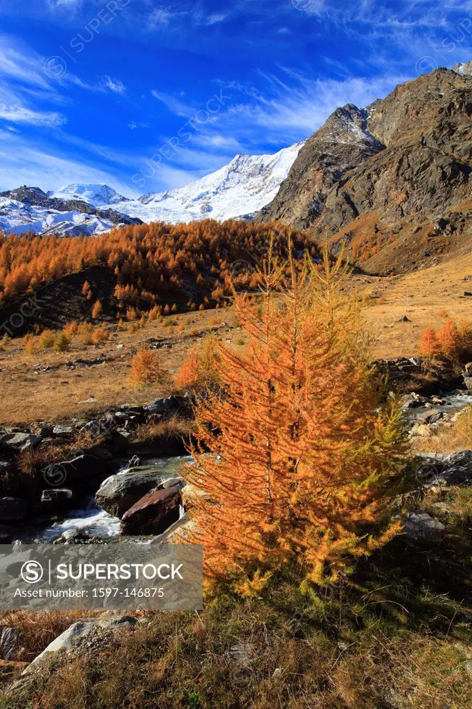 Alphubel, riverbed, autumn, colors, larch, larches, larch wood, Saas Fee, valley of Saas, sunshine, valley, Valais, Switzerland, Europe, sunny
