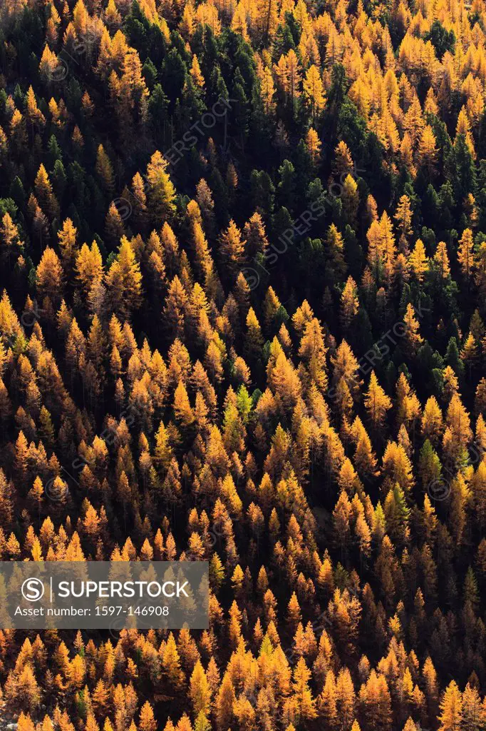 Detail, autumn, colors, autumn, wood, Larix, larch, larches, larch wood, larch woods, Mattertal, nature, Swiss, mountains, sunshine, Valais, vegetatio...