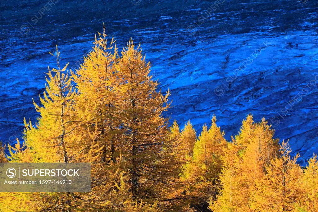 Aletsch, Aletsch glacier, Aletsch area, Aletsch glacier, mountains, Alps, cutting, part, autumn, colors, larch, larches, larch wood, Unesco, world her...