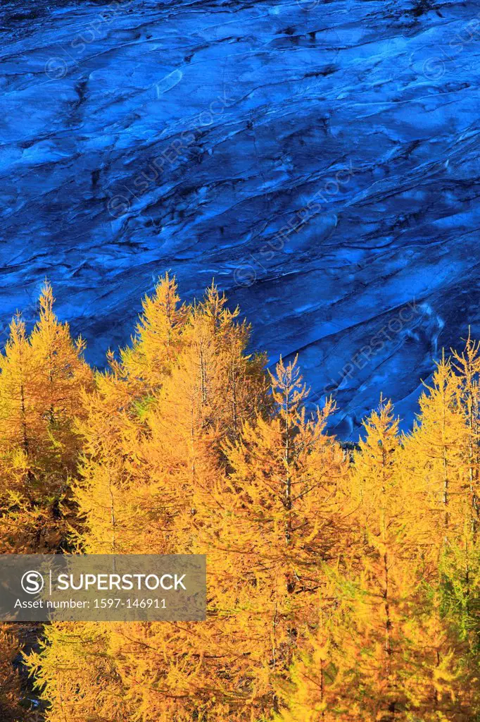 Aletsch, Aletsch glacier, Aletsch area, Aletsch glacier, mountains, Alps, cutting, part, autumn, colors, larch, larches, larch wood, Unesco, world her...