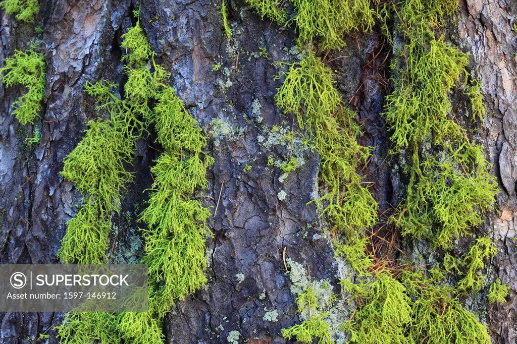Detail, bark, trunk, Covered, bark, form, shape, forms, shapes, Larix, larch, larch wood, Mattertal, nature, bark, red tones, Swiss, mountains, Stamm,...