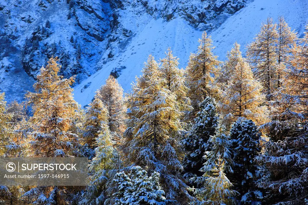Arolla, Arolla valley, Arollatal, mountains, view, cutting, part, larch, larches, fresh, snowfall, snow, blizzard, valley, Valais, Switzerland, Europe...