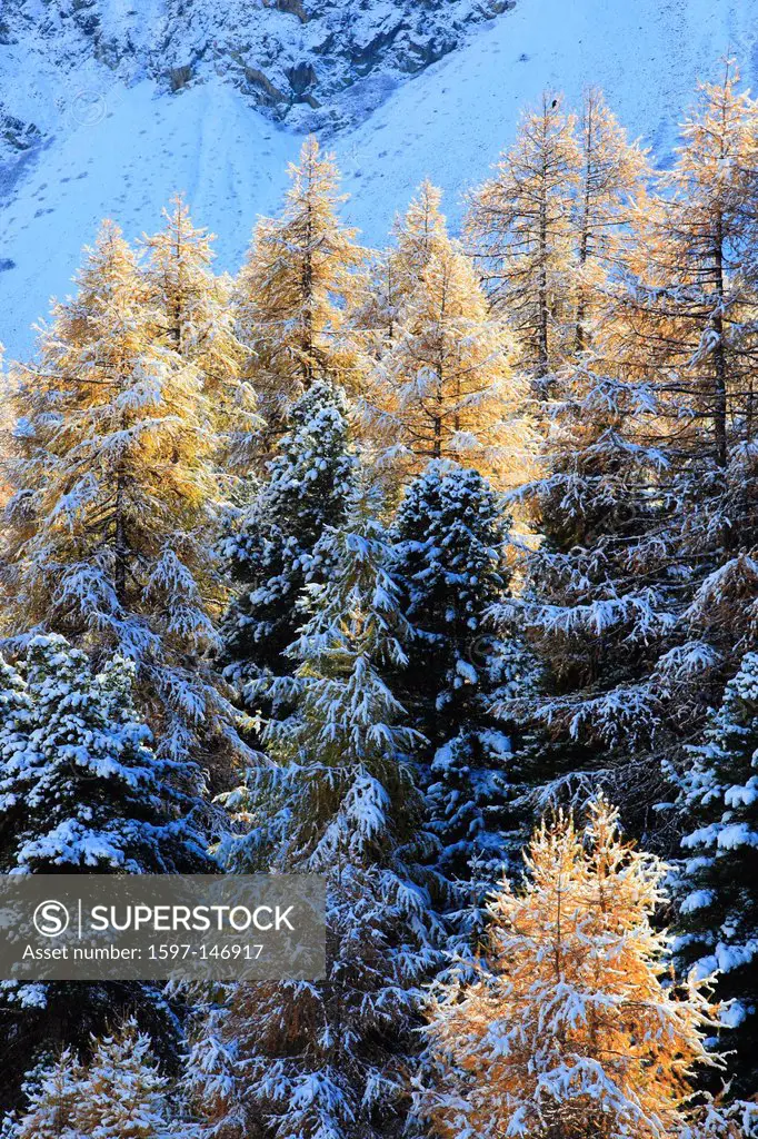 Arolla, Arolla valley, Arollatal, mountains, view, cutting, part, larch, larches, fresh, snowfall, snow, blizzard, valley, Valais, Switzerland, Europe...