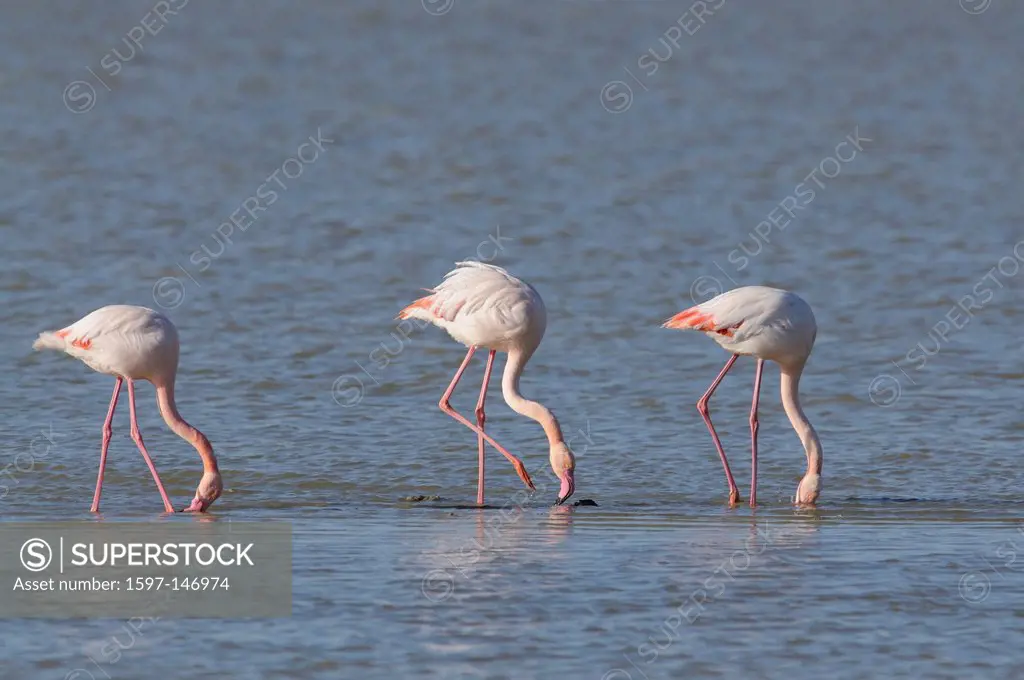 Greater Flamingo, Phoenicopterus ruber, Phoenicopteridae, feeding, birds, animals, Etang de la Dame, Camargue, Departement, Bouche_du_Rhône, France