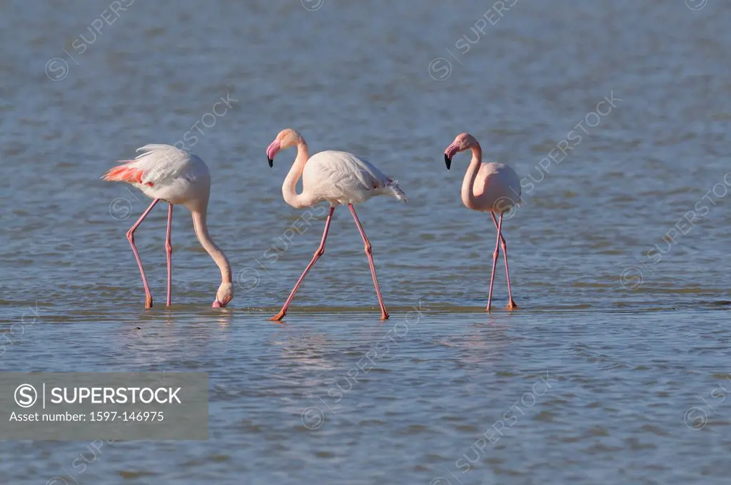 Greater Flamingo, Phoenicopterus ruber, Phoenicopteridae, birds, animals, Etang de la Dame, Camargue, Departement, Bouche_du_Rhône, France