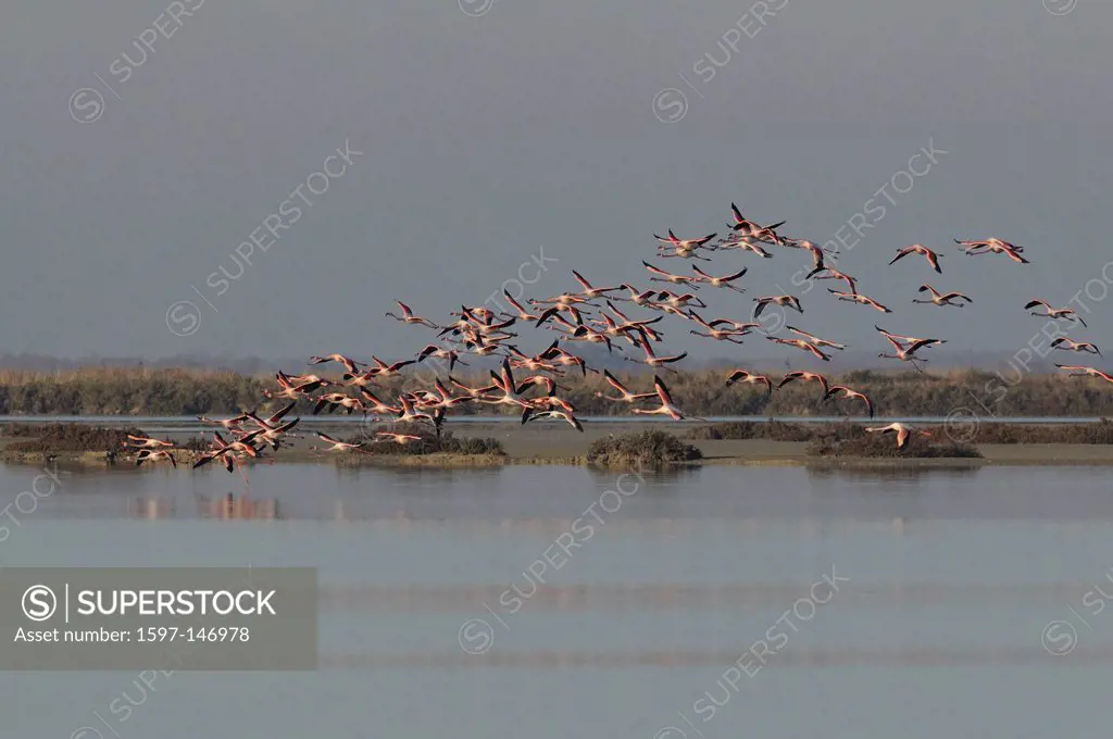 Greater Flamingo, Phoenicopterus ruber, Phoenicopteridae, in flight, birds, animals, Etang de la Dame, Camargue, Departement, Bouche_du_Rhône, France