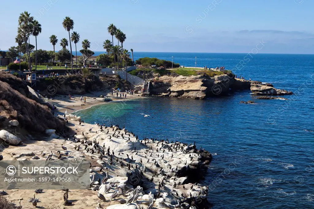 USA, United States, America, California, San Diego, City, La Jolla District, Seals Rock, coast, marina, seals, wildlife