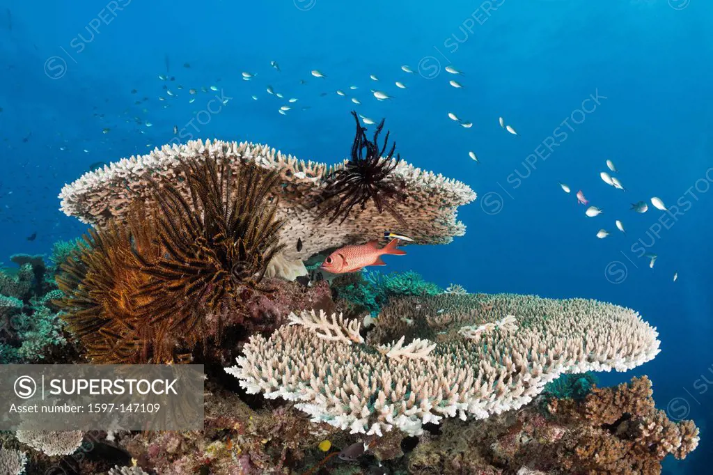 Coral Reef, Wakaya, Lomaiviti, Fiji, Table coral, Table Corals, Table coral, Branching corals, Branching Coral, Scleractinia, Acropora, Acroporiddae, ...