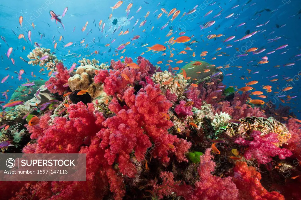 Lyretail Anthias, Coral Reef, Pseudanthias squamipinnis, Namena, Marine, Reserve, Fiji, Soft corals, Soft coral, Soft Corals, Coral, corals, Reef, Ree...