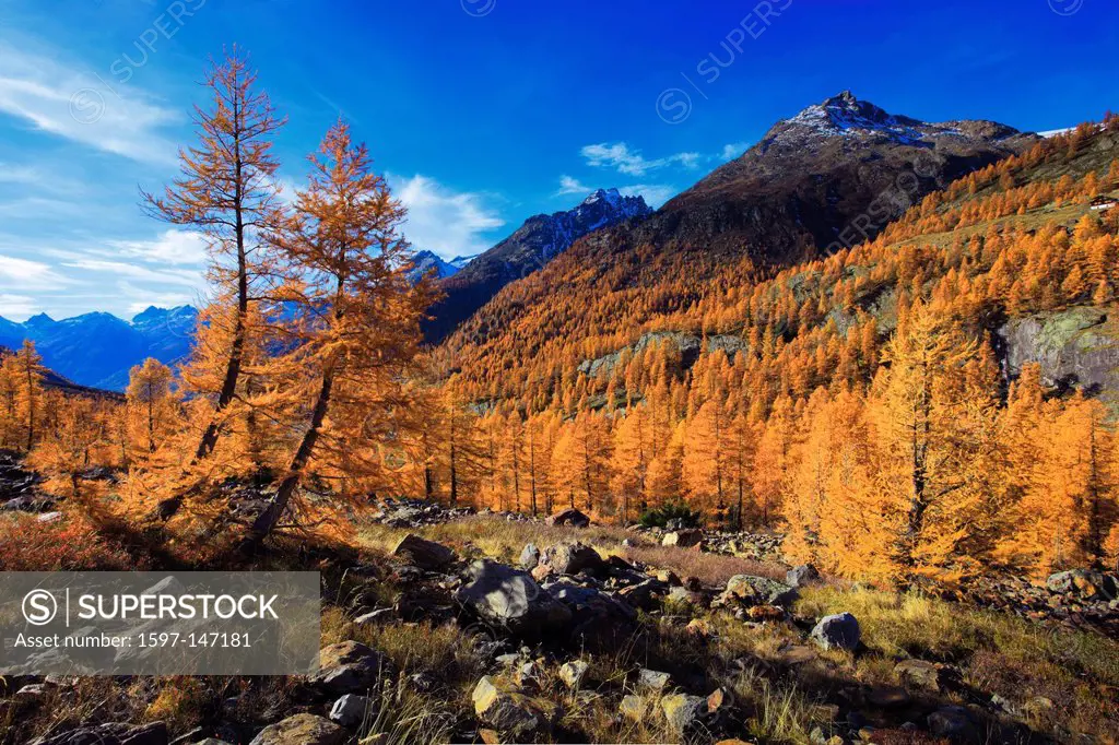 Fafleralp, autumn, colors, larch, larches, larch wood, Lötschental, sunshine, valley, Unesco, world heritage, Valais, Switzerland, Europe, world herit...