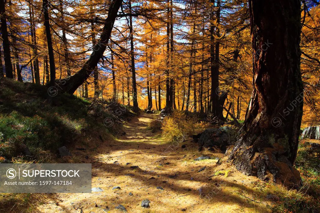 Mountain way, footpath, autumn, colors, larch, larches, larch wood, Lötschental, sunshine, valley, forest way, Valais, Switzerland, Europe, footpath, ...