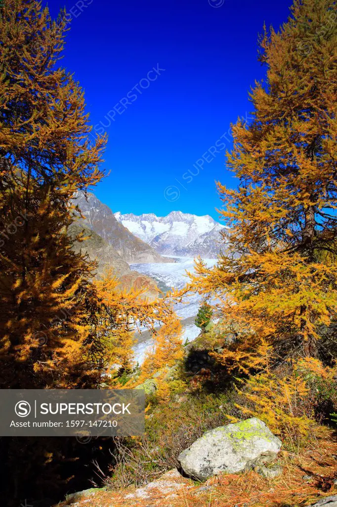 Aletsch, Aletsch glacier, Aletsch area, Aletsch glacier, mountains, Alps, view, Aletsch wood, forest, big, great, mountains, Alps, autumn, colors, lar...