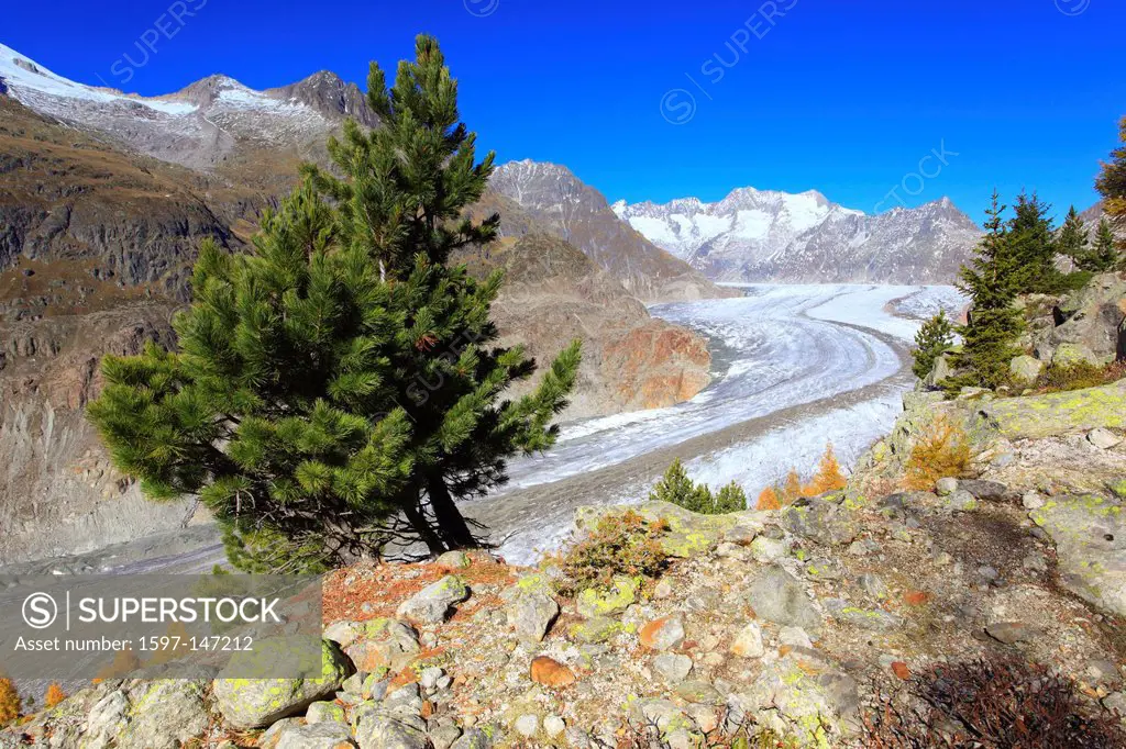 Aletsch, Aletsch glacier, Aletsch area, Aletsch glacier, mountains, Alps, stone pine, view, Aletsch wood, forest, big, great, mountains, Alps, autumn,...