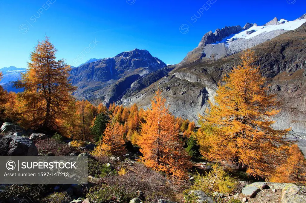 Aletsch, Aletsch area, field, Aletsch area, view, Aletsch wood, forest, foot horns, autumn, colors, larch, larches, larch wood, Unesco, world heritage...