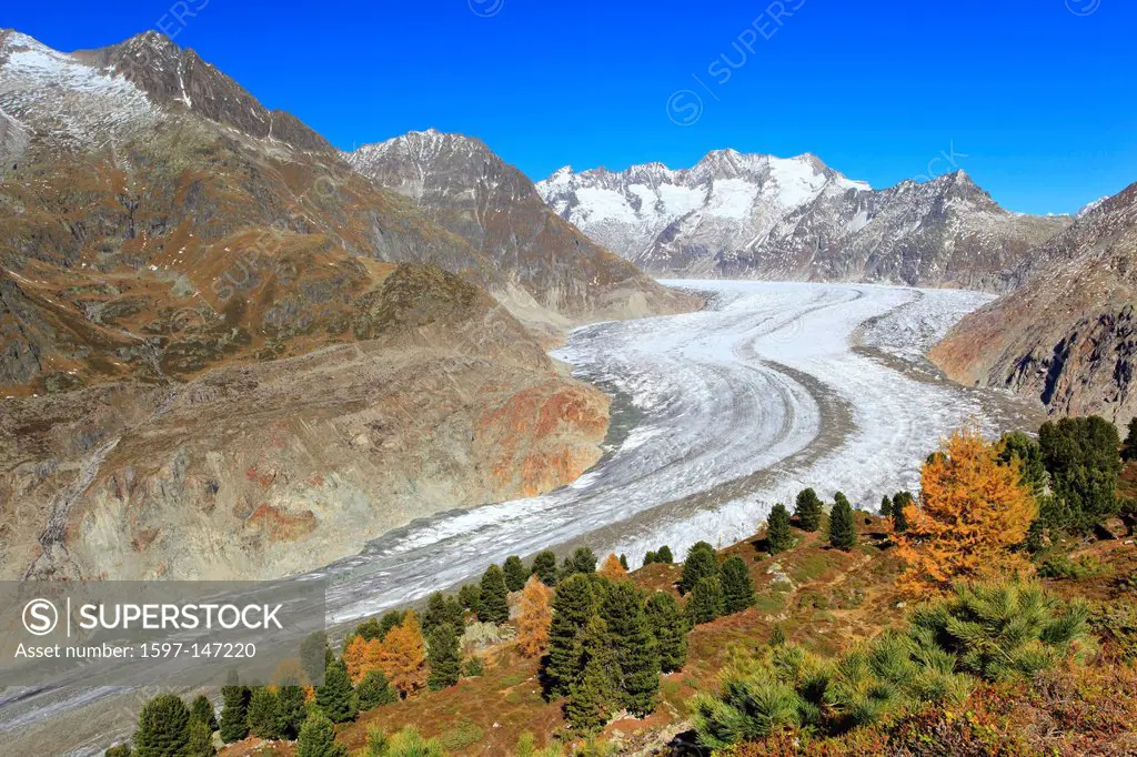 Aletsch, Aletsch glacier, Aletsch area, Aletsch glacier, mountains, Alps, stone pine, stone pines, stone pine wood, view, Aletsch wood, forest, big, g...