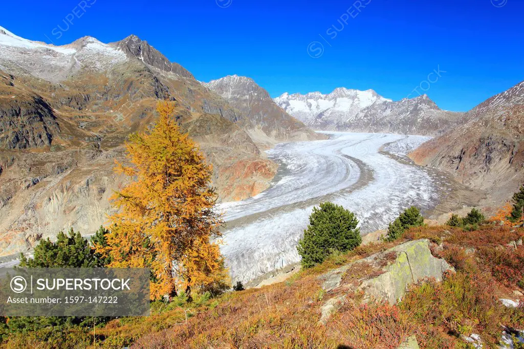 Aletsch, Aletsch glacier, Aletsch area, Aletsch glacier, mountains, Alps, stone pine, stone pines, stone pine wood, view, Aletsch wood, forest, big, g...