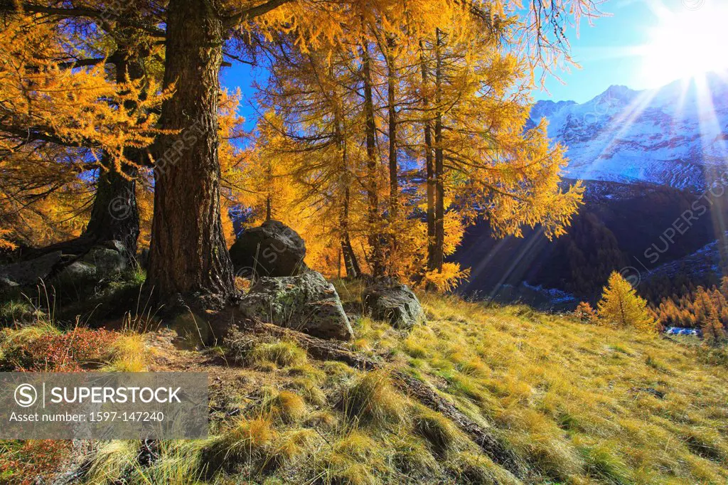 autumn, colors, larch, larches, larch wood, Lötschental, sunshine, valley, Valais, Switzerland, Europe, nature, autumn, wood, sunny