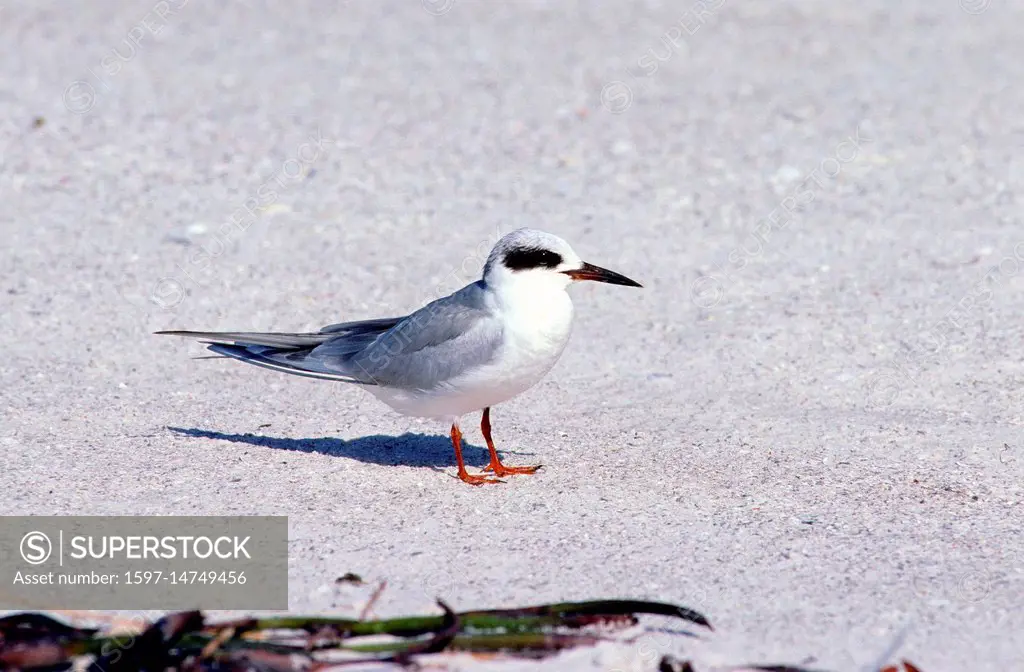Forster's Tern, Sterna forsteri, Sternidae, Tern, non breeding plumage, bird, animal, sandy beach, Fort Myers beach, Florida, USA