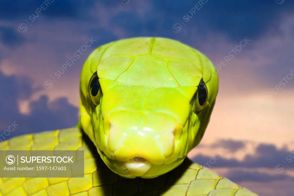 Green Mamba, Mamba, Mambas, Snake, Snakes, serpent, serpents, Reptile, Reptiles, venomous, poison, poisonous, cobra, danger, dangerous, deathly, highl...