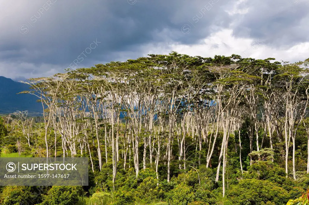Panorama, Landscape, Scenery, Outdoor, View, Sight, Grand Valley, Highland, Nature, Baliem Valley, Grand Valley, Balim Valley, Highland, Western New G...