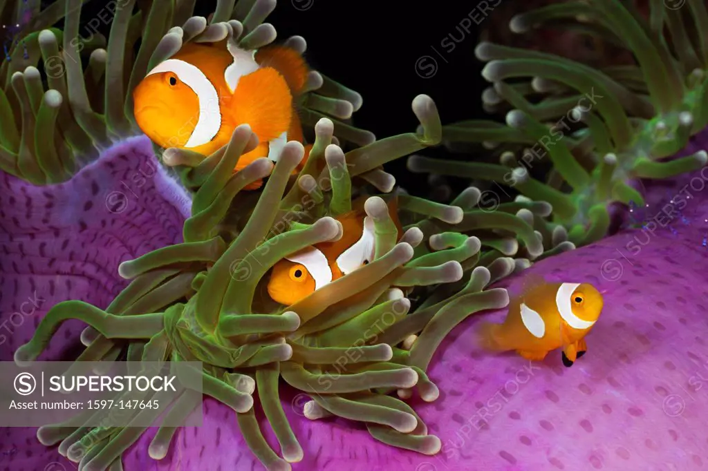 Clownfish, Clown fish, Anemonefish, Fish, fishes, Perciformes, Amphiprioninae, Nemo, Coralfish, Coral fishes, Symbiosis, Symbiotic, Sea anemone, Anemo...