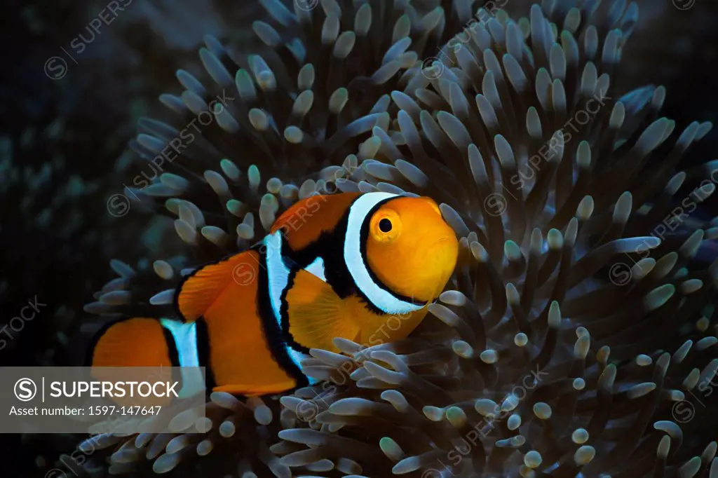 Clownfish, Clown fish, Anemonefish, Fish, fishes, Perciformes, Amphiprioninae, Nemo, Coralfish, Coral fishes, Symbiosis, Symbiotic, Sea anemone, Anemo...