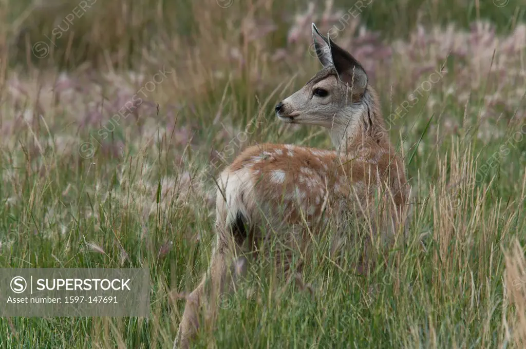 animal, mule deer, deer, fawn, odocoileus americanus, Yukon, Canada, America,
