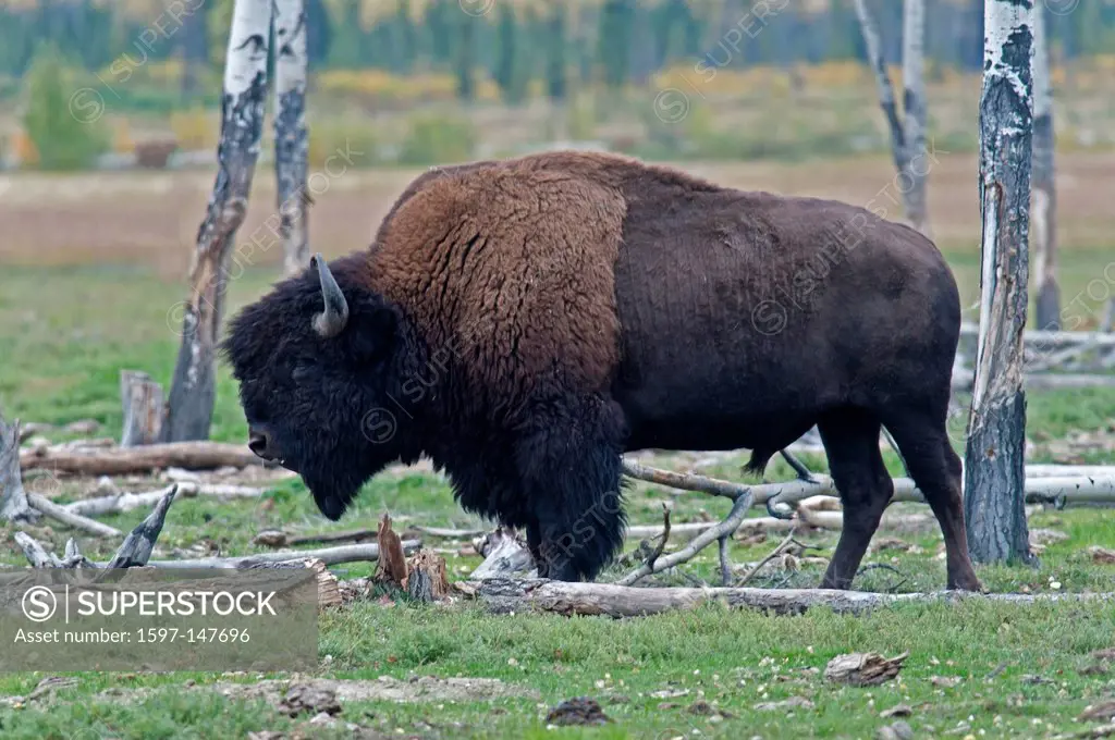 wood, bison, Yukon, Canada, America, animal,