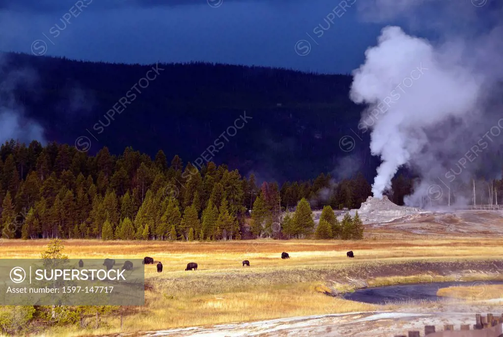 Yellowstone, national park, Wyoming, upper geyser basin, castle geyser, geyser, hot spring, nature, USA, United States, America,