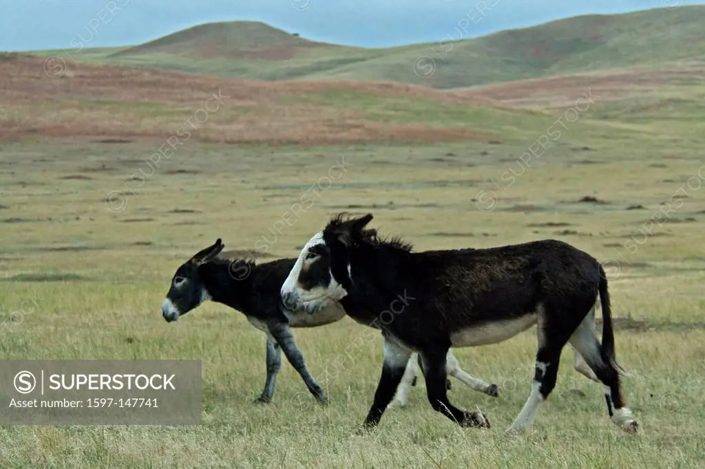 wild, burros, donkey, animal, Custer, state park, south Dakota, USA, United States, America,