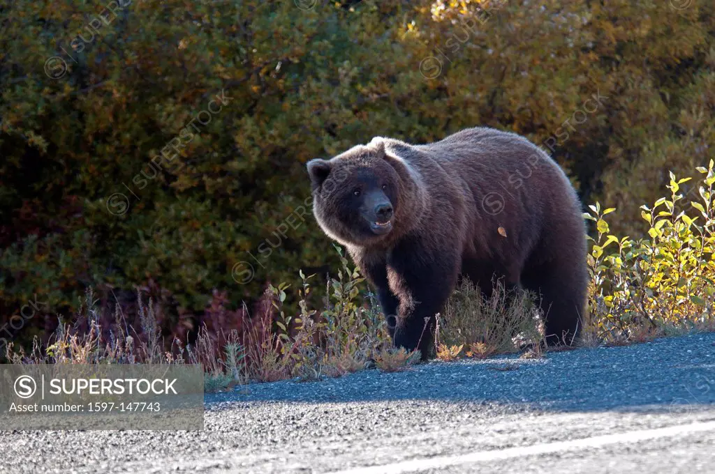 grizzly, bear, animal, ursus arctos, Yukon, Canada, America, road, Alaska highway