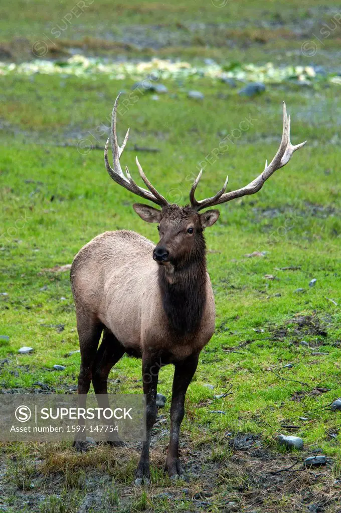 bull elk, Alaska, USA, United States, America, wildlife, animal, elk