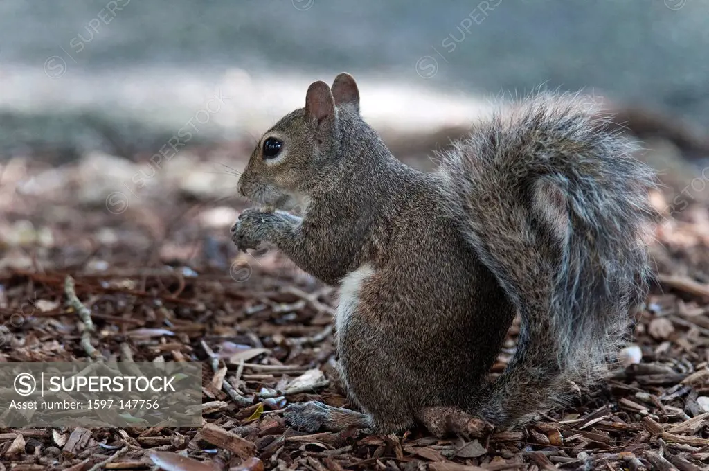gray squirrel, animal, USA, United States, America, squirrel