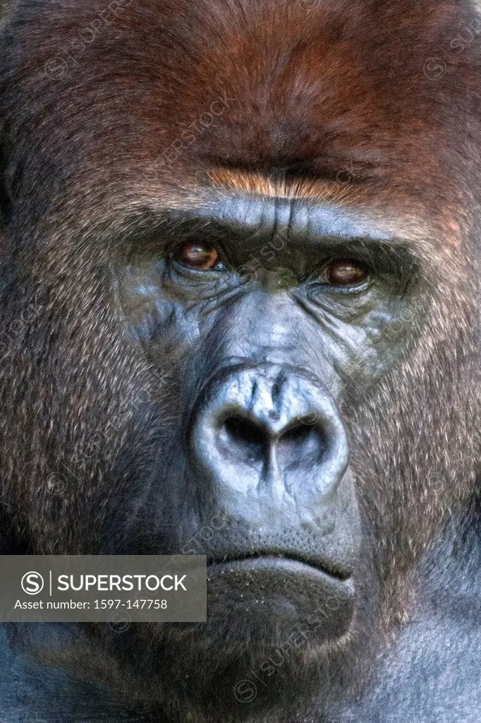 western lowland gorilla, animal, ape, gorilla, USA, United States, America,
