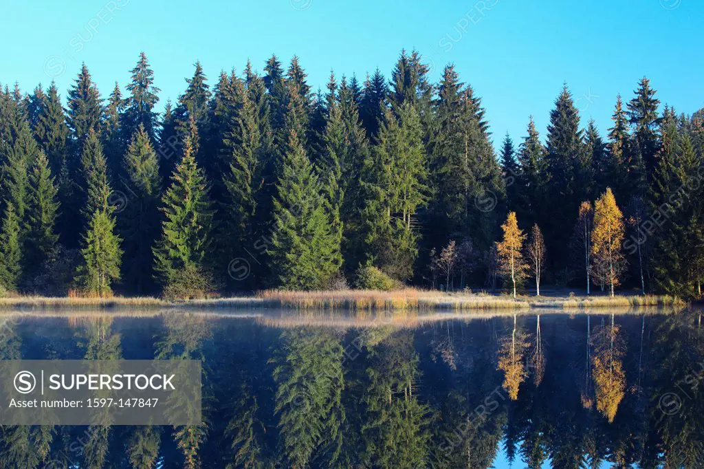 Tree, birch, birches, trees, Etang de la Gruère, spruce, spruces, Freiberge autumn, Jura, foliage tree, moor, morning, nature, conservation, nature re...