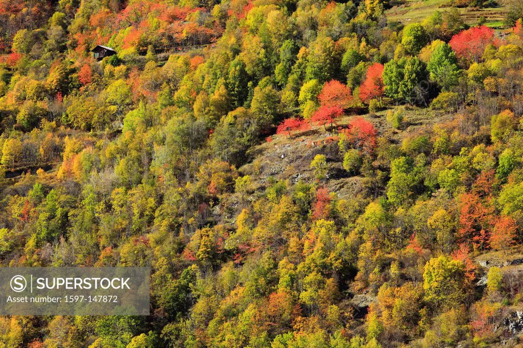 detail, tree, mountains, trees, detail, autumn, autumn colors, Indian summer, foliage tree, broad_leaved trees, deciduous forest, mixed forest, patter...