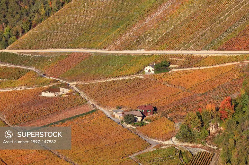Cultivation, Eringer valley, Euseigne, autumn, autumn color, autumn colors, agriculture, pattern, nature, vineyards, vineyards terraces, shoots, vine ...