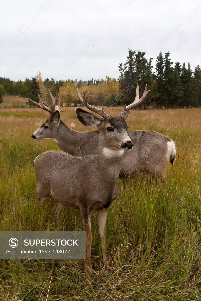 animal, mule deer, deer, odocoileus americanus, Yukon, Canada, America,
