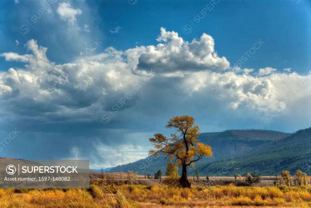Yellowstone, national park, Wyoming, lamar valley, USA, United States, America, nature
