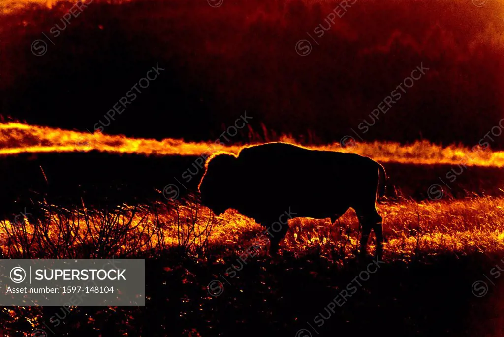 bison, sage creek, animal, USA, United States, America, wilderness, badlands, national park, south Dakota, USA, United States, America, sunset