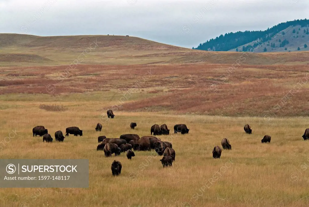 bison, wind cave, national park, south Dakota, USA, United States, America, bisons, animals