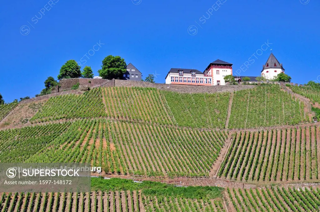 Cochem, Germany, Europe, Landkreis, district, Marienburg, Palatinate, Pünderich, Rhineland, wine, wine cultivation, wine_growing, Zell