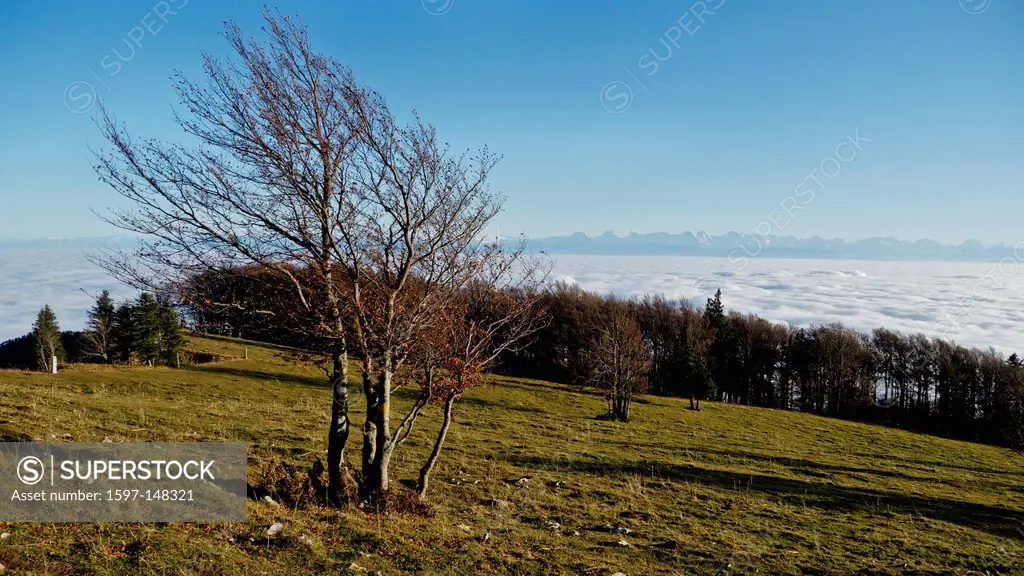 mountain chain, Bernese Alps, common beech, Fagus silvatica, atmospheric inversion, Jura, canton Solothurn, inversion cloud, clouds, sea of fog, mist,...