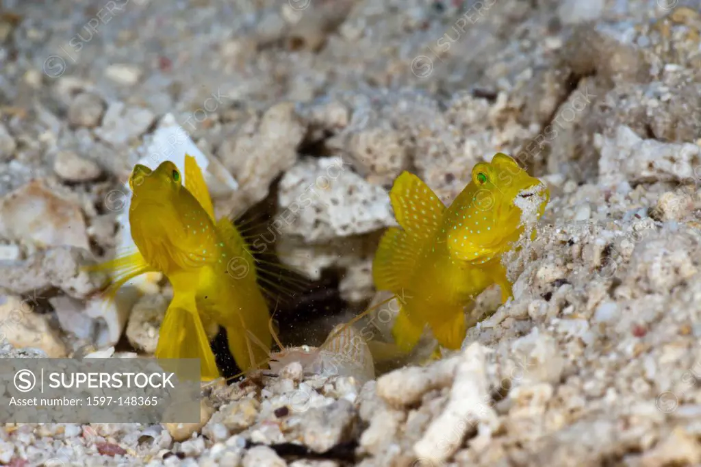 Shrimp Goby, Shrimp Gobies, Prawn Goby, Watchmen, Symbiotic_Goby, Goby, Gobys, Gobi, Gobies, Gobiidae, Fish, fishes, coral Fishes, Perciformes, Snappi...