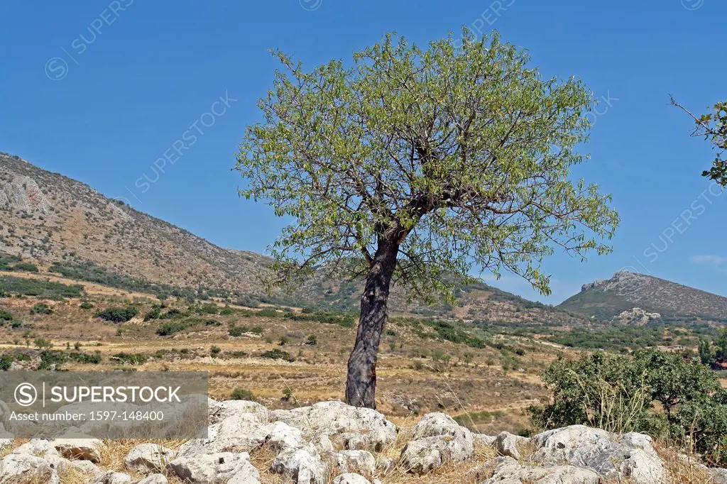 Europe, Greece, Pelepones, Mycenae, fortress, trees, mountains, scenery, panorama, rock, cliff, plants, place of interest, landmark, tourism, Historic...