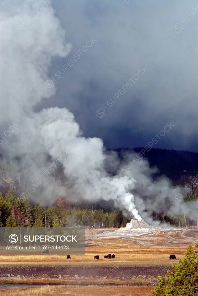 Yellowstone, national park, Wyoming, upper geyser basin, castle geyser, geyser, hot spring, nature, USA, United States, America,