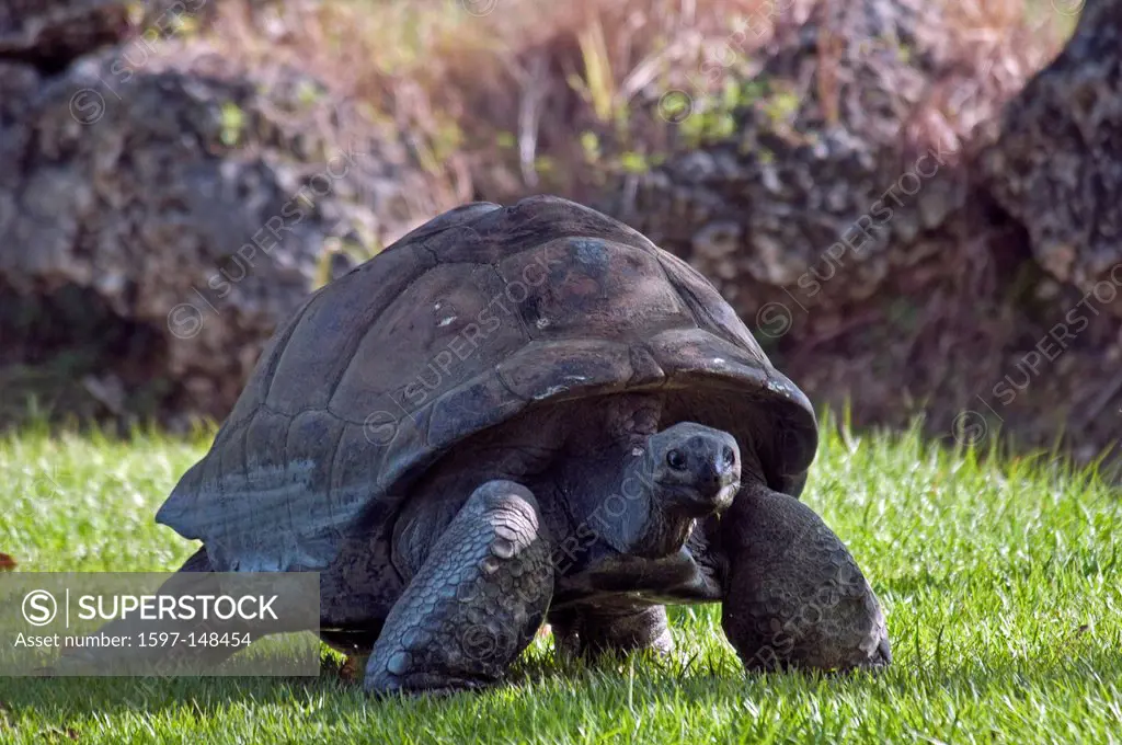 Galapagos tortoise, turtle, big, animal,