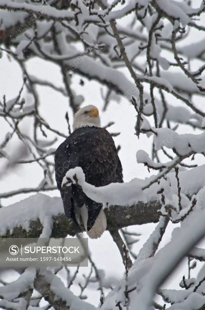 bald eagle, chilkat, preserve, bird, eagle, winter, snow, Haines, Alaska