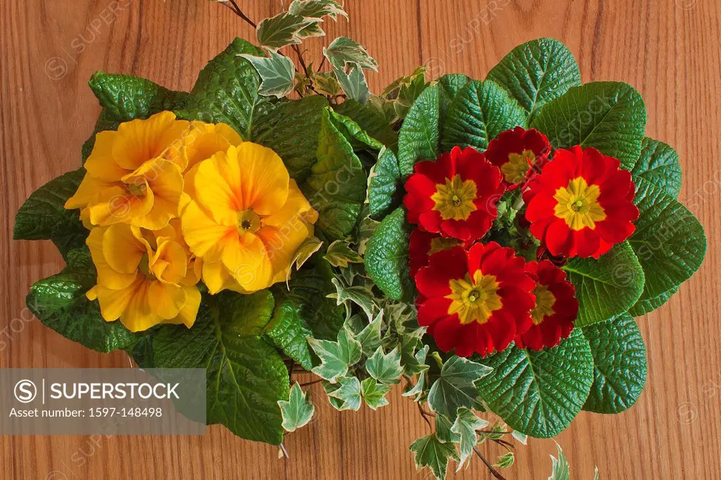 Europe, Germany, Bavaria, flower, flowers, blossom, blossoms, flora, plant, deco, decoration, spring, basket, primrose, primroses, ivy